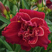 Double Crown of Desire Daylily